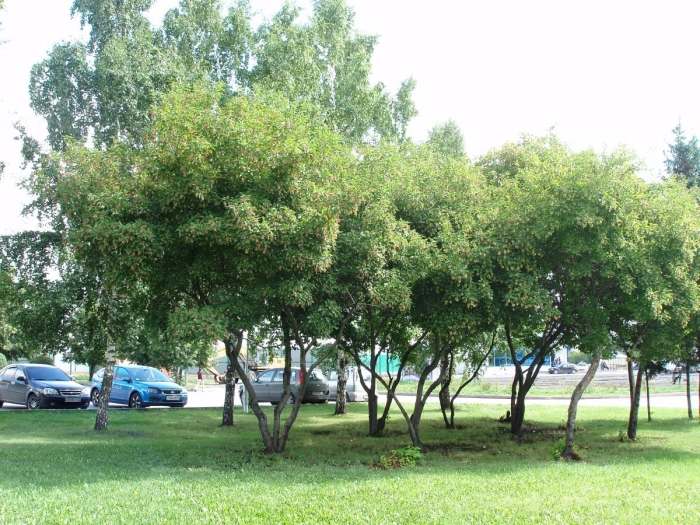 Боярышник сливолистный (crataegus prunifolia)