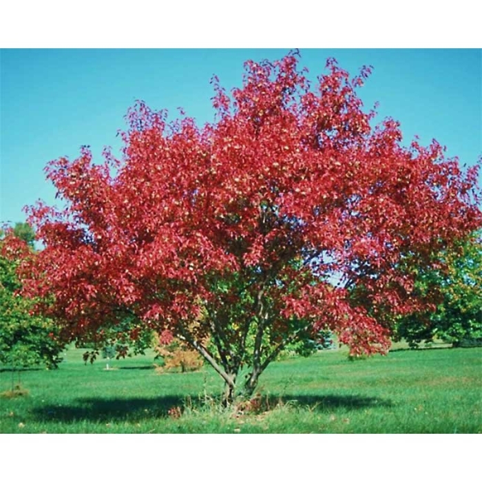 Клен приречный гиннала