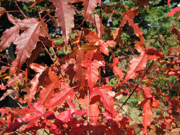 Клен гиннала