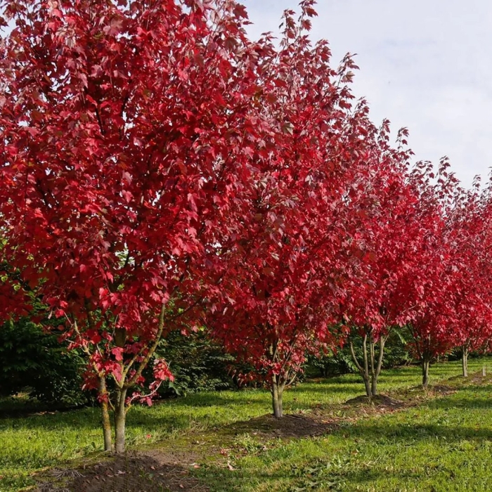 Клен красный acer rubrum