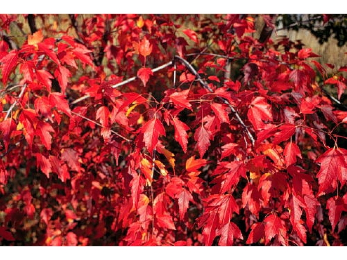 Клен гиннала куст