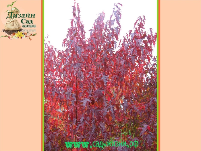 Декоративное растение