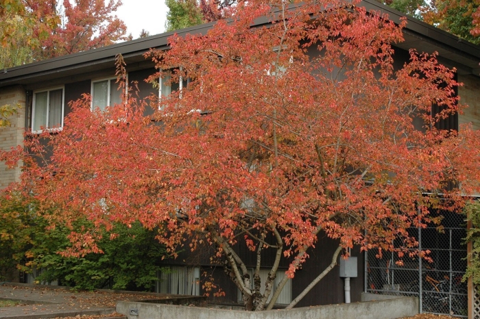 Клен приречный гиннала