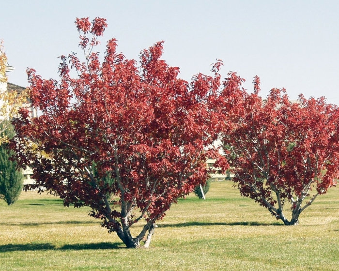 Клен красный ред сансет