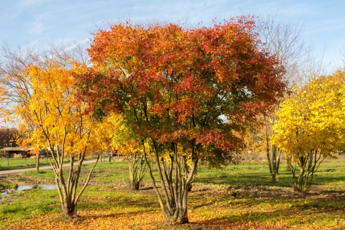 Клен татарский осенью