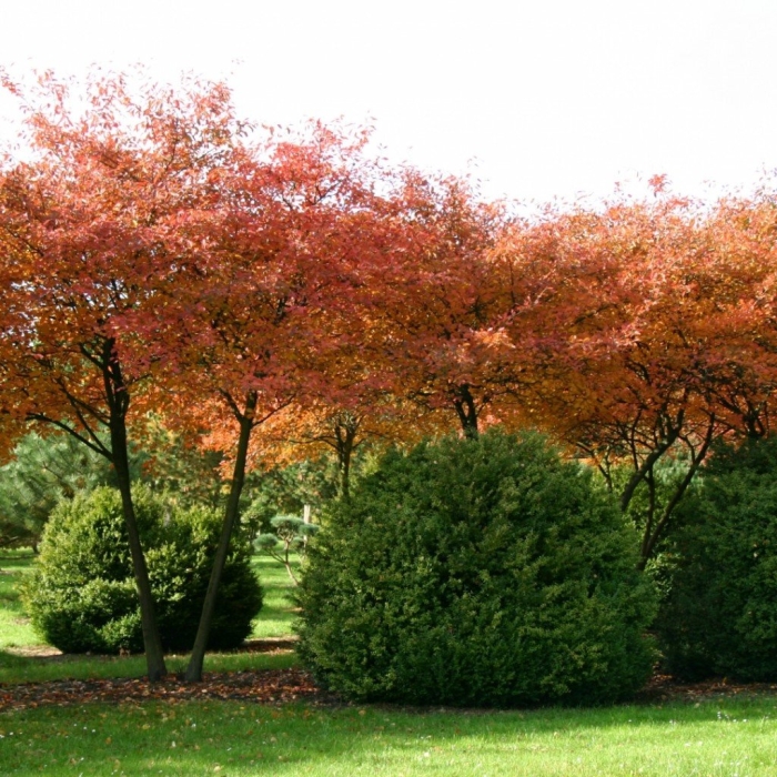 Клен гиннала в ландшафтном