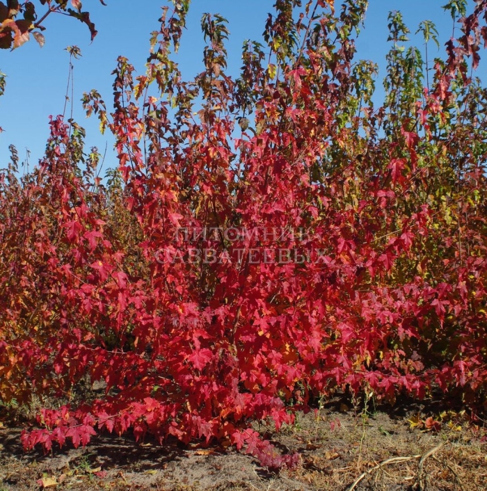 Бересклет европейский рэд каскад