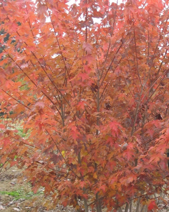 Клен гиннала куст