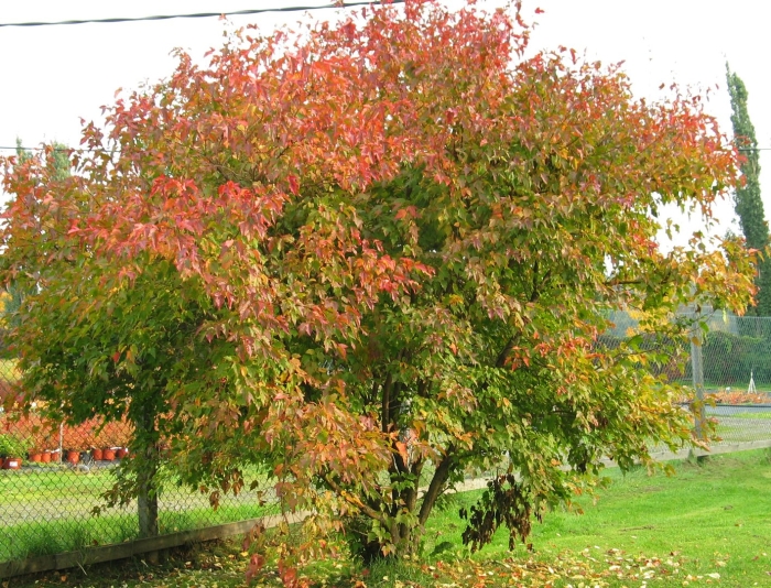 Клен приречный гиннала