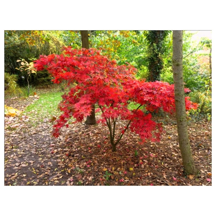 Клен ложнозибольдов