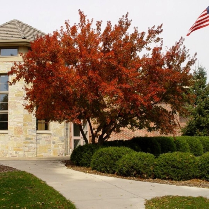 Клен приречный гиннала