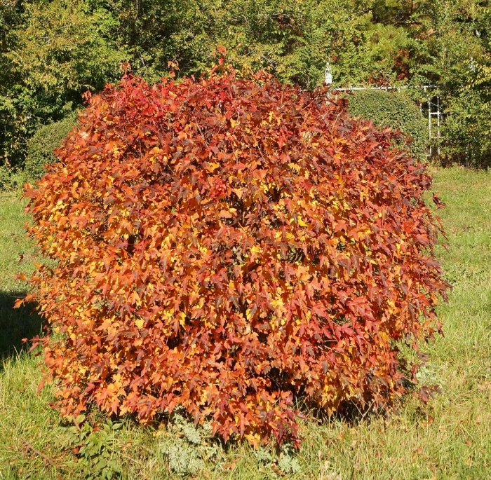 Клён ложнозибольдов