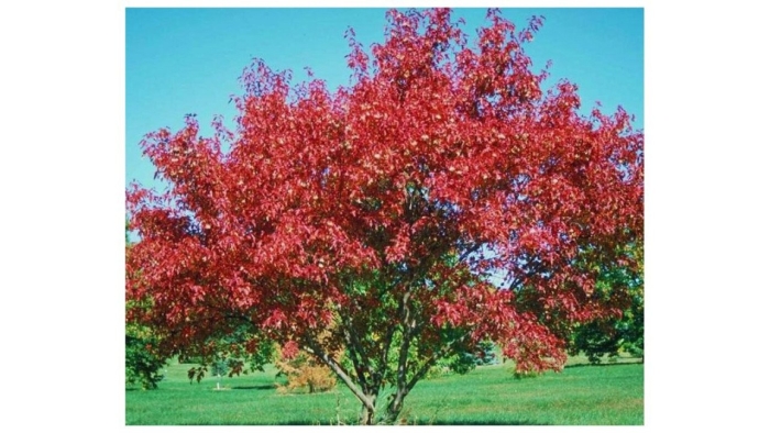 Дуб красный quercus rubra