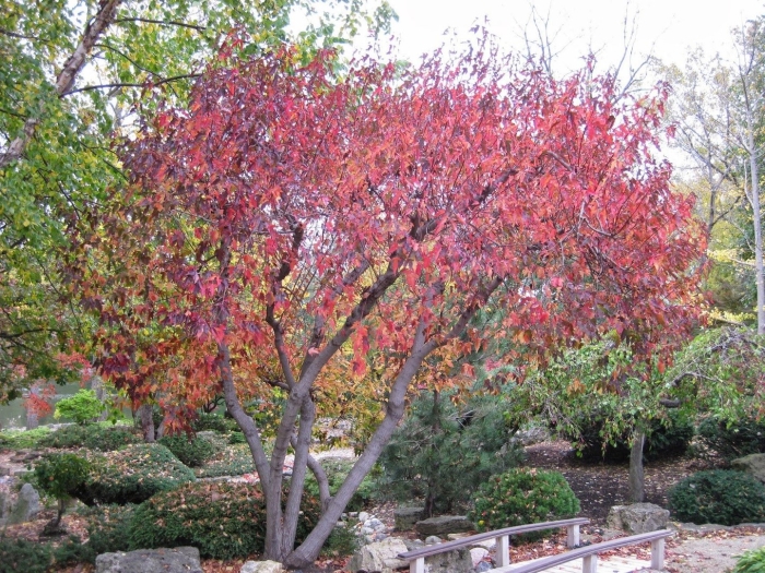 Ирга ламарка amelanchier lamarckii