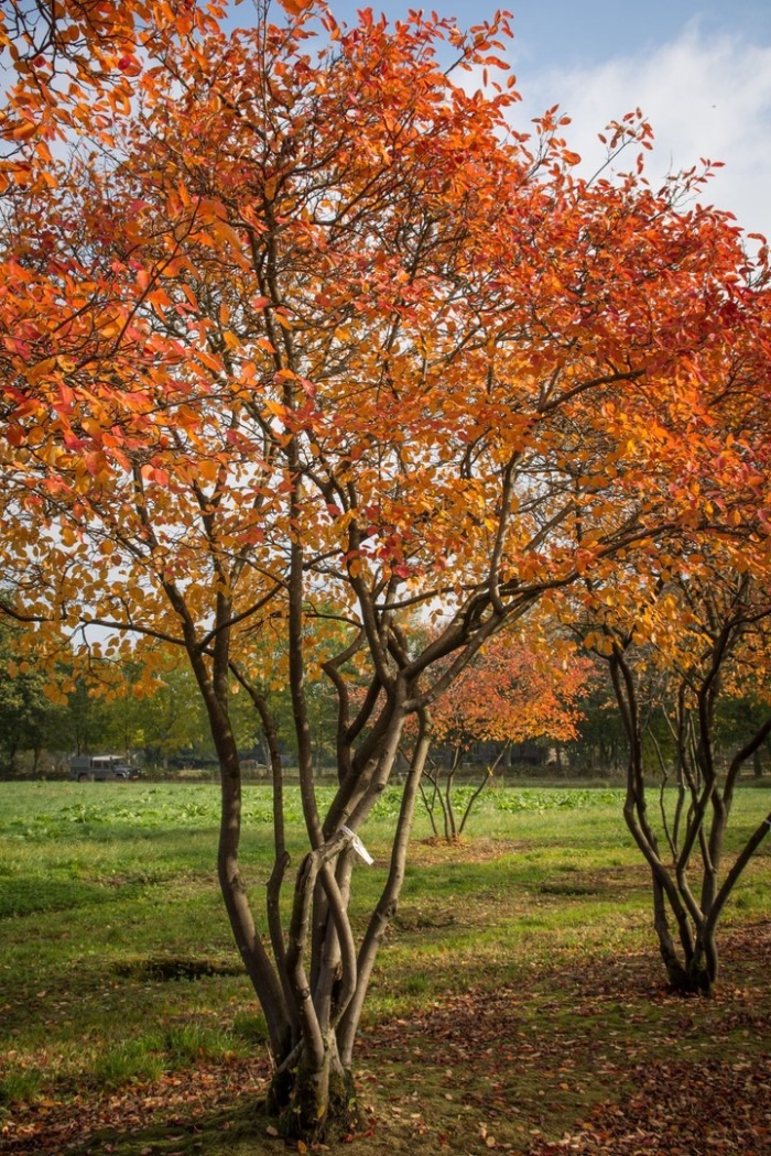 Ирга ламарка