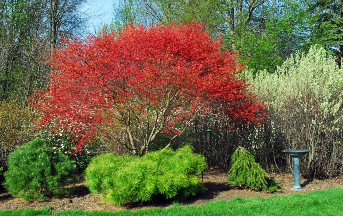 Бересклет европейский ред
