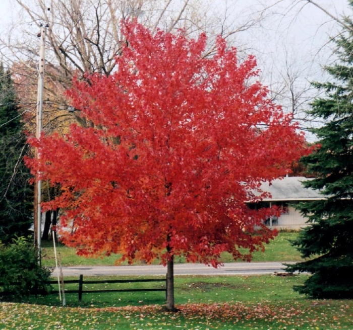Клен красный acer rubrum