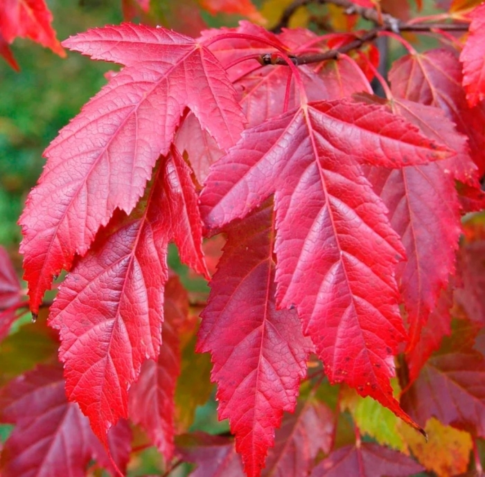 Клен красный