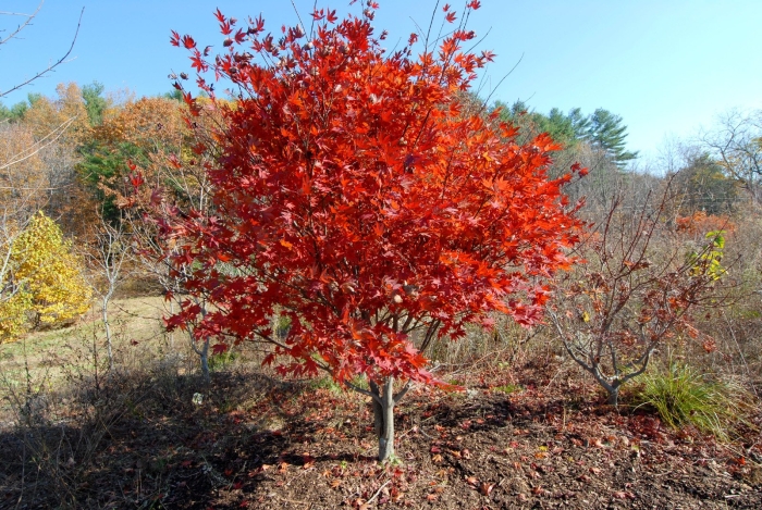 Клен ложнозибольдов