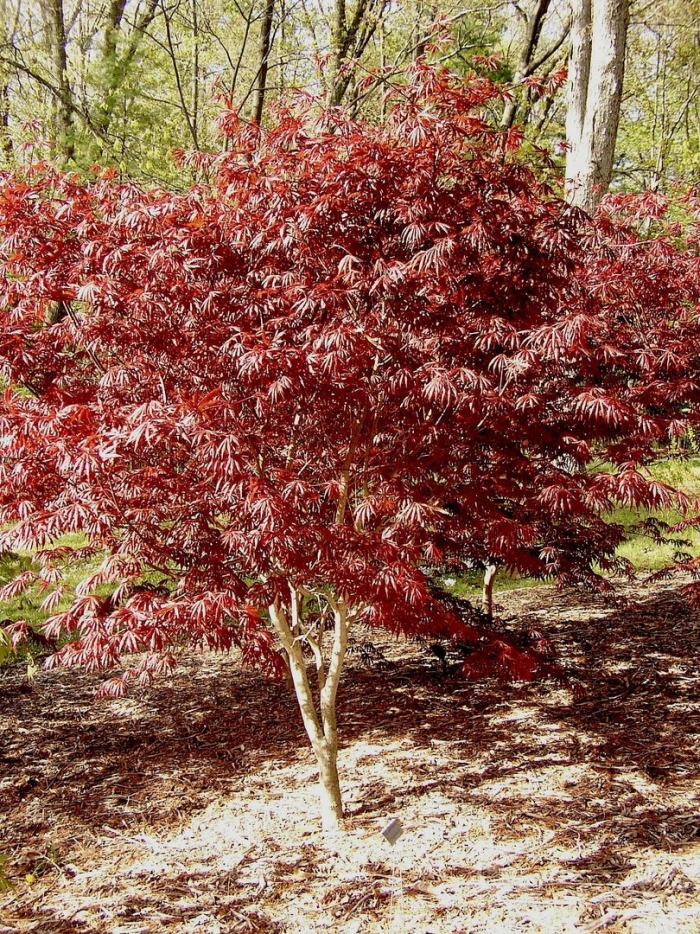 Японский клен acer palmatum