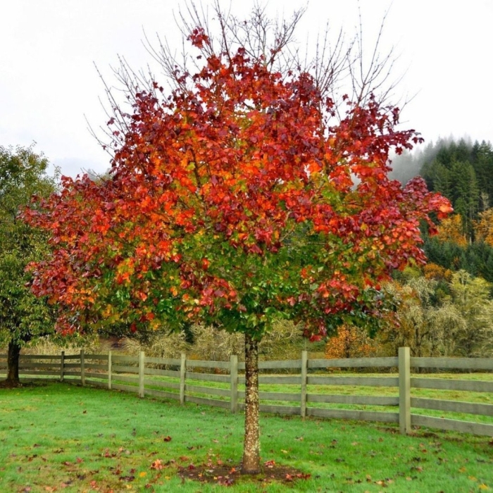 Acer freemanii autumn blaze