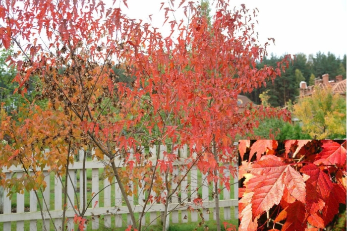 Гиннала клен