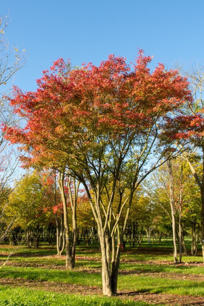 Клен приречный гиннала