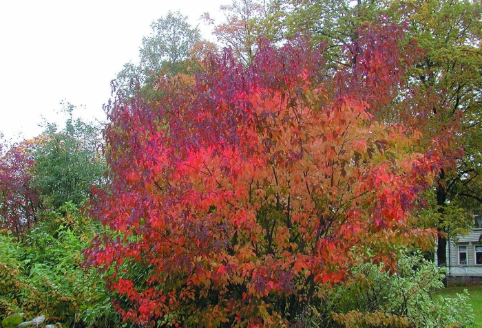 Клен приречный гиннала