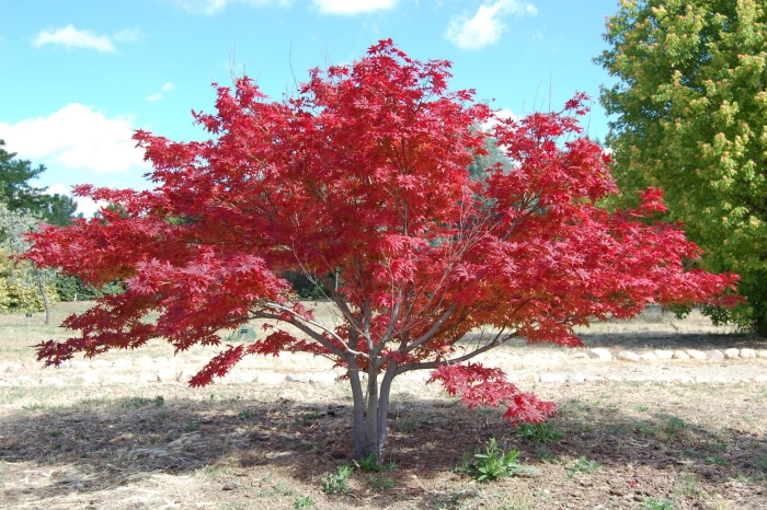 Клен acer palmatum bloodgood