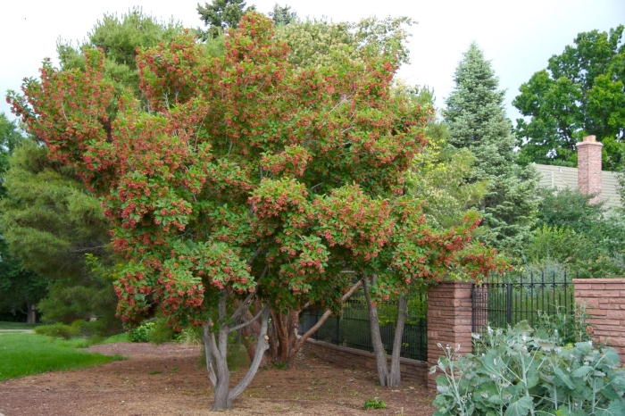 Боярышник paul's scarlet