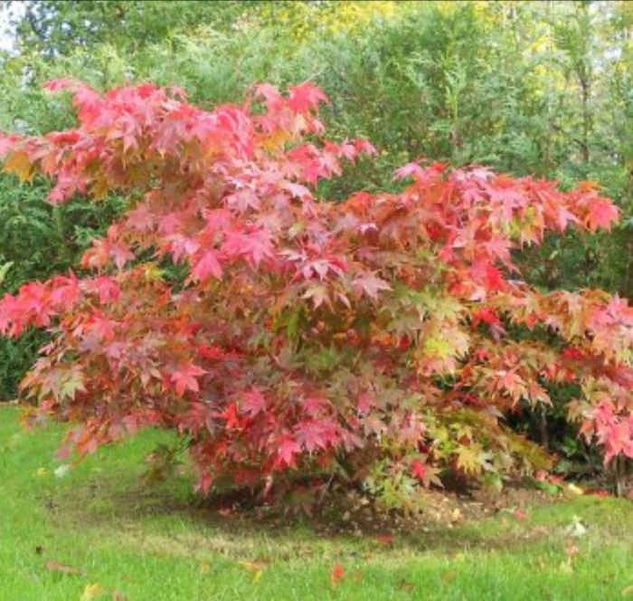 Acer palmatum osakazuki