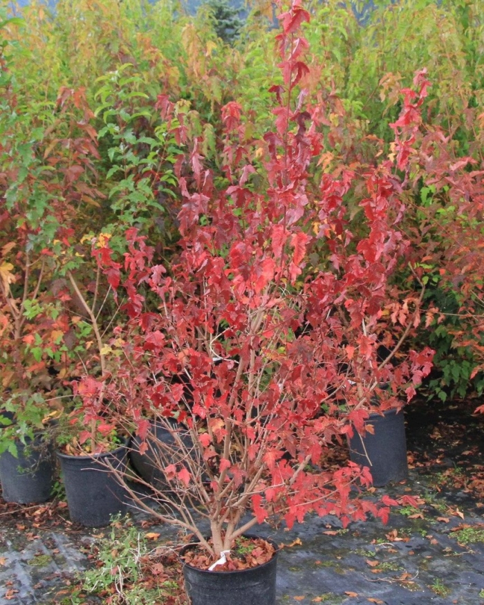 Клен гиннала кустарник