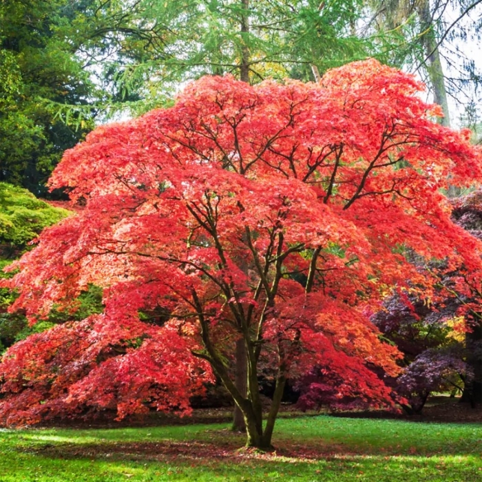 Acer palmatum var atropurpureum