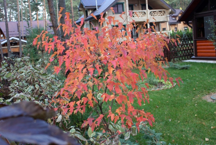 Гиннала клен