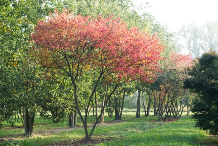 Бересклет европейский куст