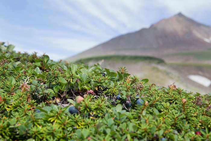 Горная тундра камчатки