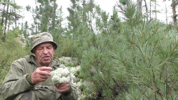 Стланик кедровый