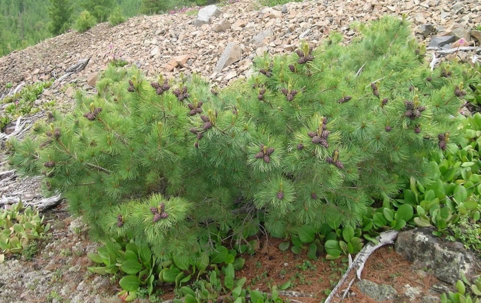 Кедровый стланик