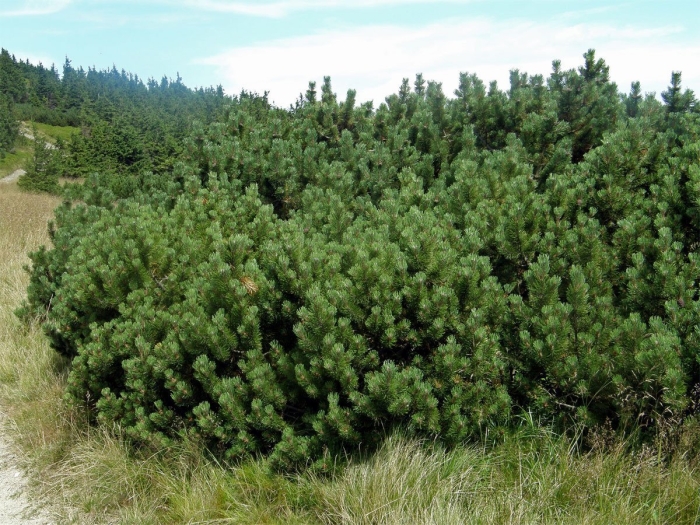 Сосна горная мугус