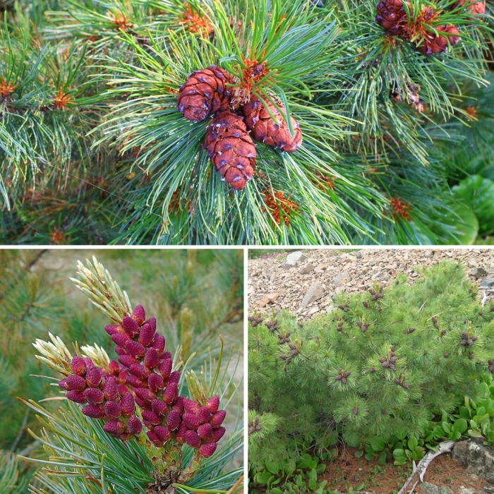 Сосна кедровая сибирская сибирский кедр сеянец