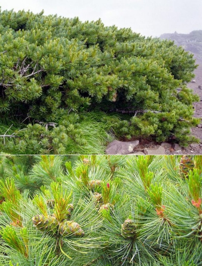 Сосна стланиковая кедровый стланик