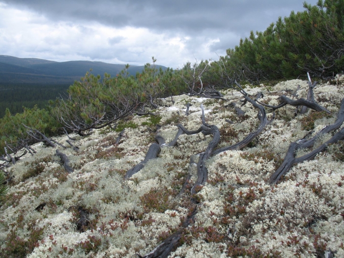 Сосняк мохово-лишайниковый карелия