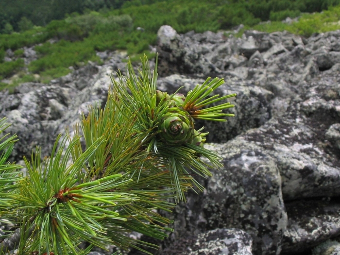 Сосна сибирская кедровая