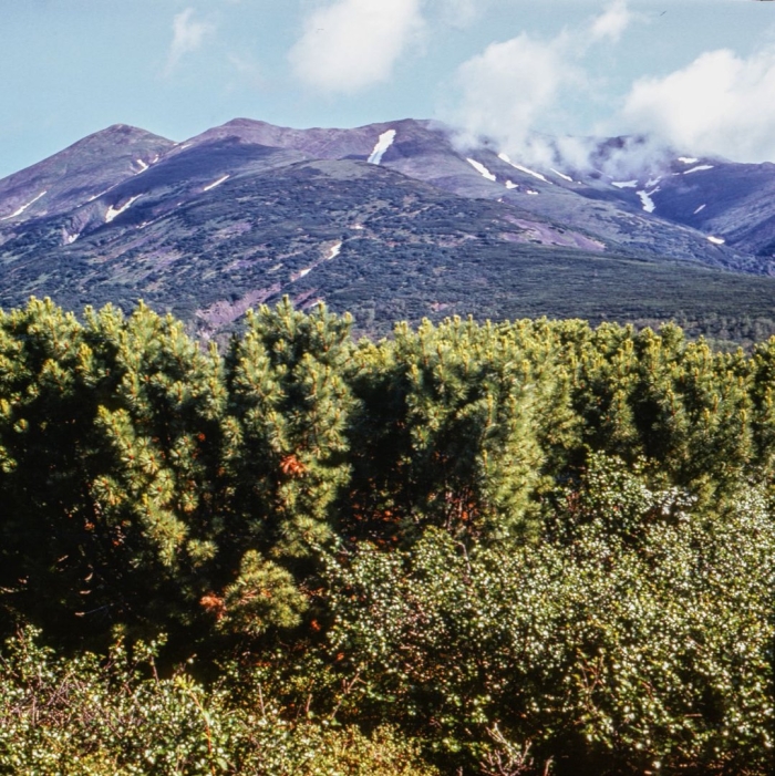 Кедровый стланик камчатка