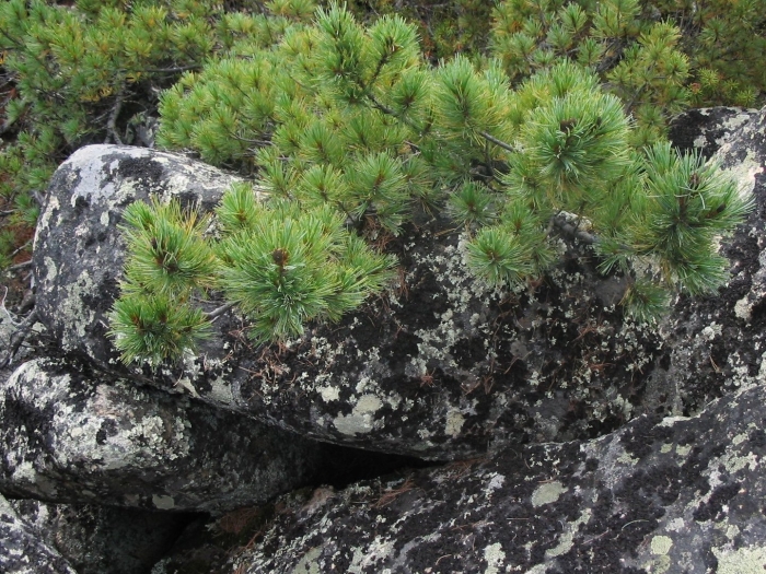 Сибирский стланик кедровый