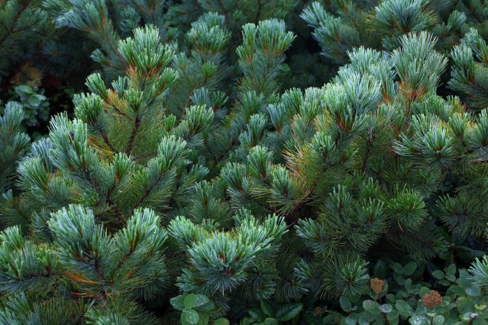 Сосна pinus pumila