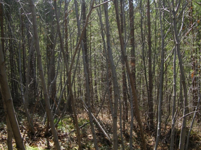 Ольха заросли