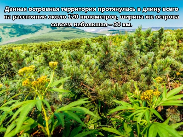 Кедровый стланик курильские острова