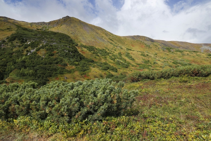 Ольховый стланик камчатка