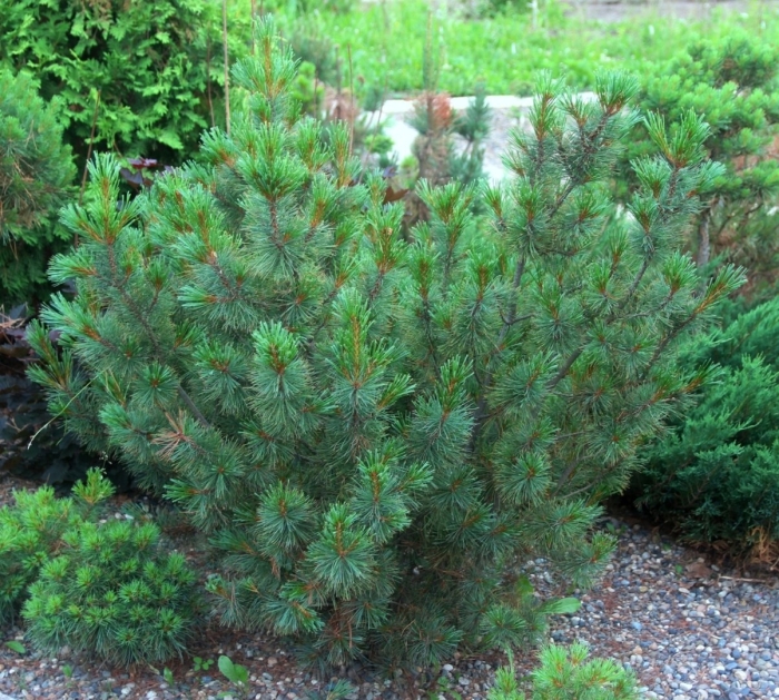 Кедр стланик глаука